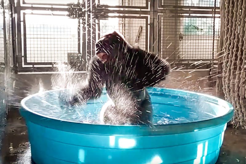 Dallas gorilla having genuine fun: Experts weigh in on zoo's viral video